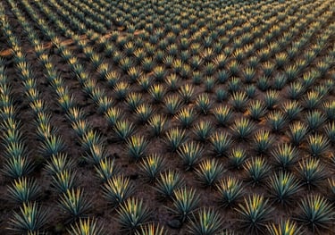 Wide aerial shot of vast, sun-drenched agave fields in the Mexican highlands at golden hour. The landscape is a mix of dusty earth and vibrant green agave plants. Mexican / Latin American region.