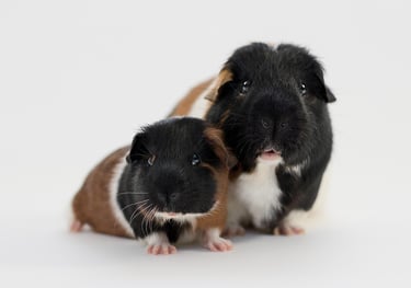 Cochon d'Inde adulte avec son bébé sur fond blanc qui regardent vers l'objectif