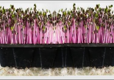 a mini trays of live red cabbage micro greens