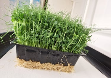 a trays of live pea shoots micro greens