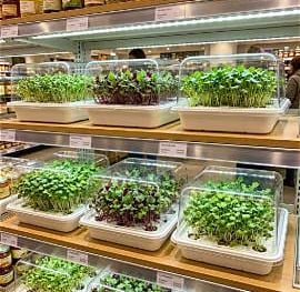 Fresh organic microgreens growing in plastic trays on supermarket shelves for indoor gardening.