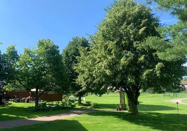 tree planting services in north bay and area