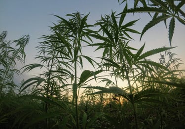 cannabis-field-buds