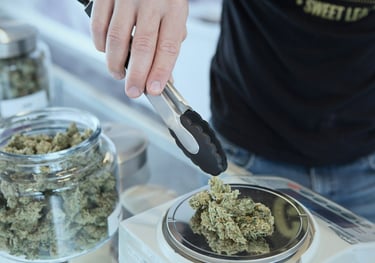 cannabis-buds-weighing-scale