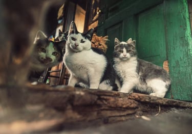 a group of cats sitting on a rotting floor in a hoarder house