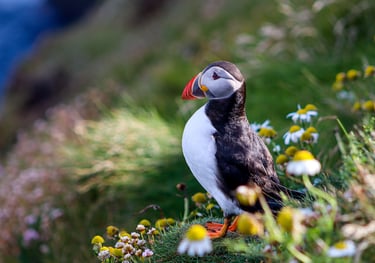 Puffings at Sumburgh Head Lighthouse Shetland