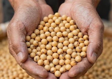 A detailed close-up of harvested golden soybeans held in weathered but clean hands, symbolizing high-quality agricultural production and the human element of farming in the US.