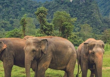 Best Resorts in Kerala