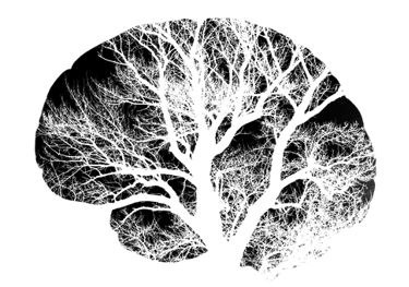 un cerveau humain en noir et blanc