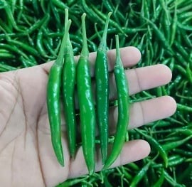 EXPORT of Indian Green Chilli IMPORT to Qatar KSA Oman UAE KUWAIT BAHRAIN SRI LANKA MALDIVE SOUTH AFRICA  MALAYSIA