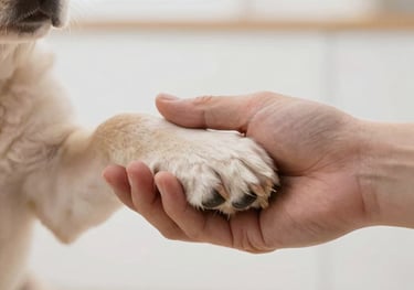 A detail shot of a breeder's hand gently holding a puppy's paw, symbolizing trust and care, set in a bright, clean indoor environment.