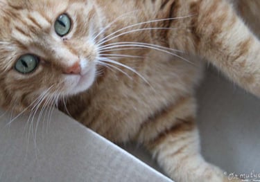 Cat - Photography by Ormulyce  - writer poet photographer