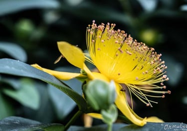 Yellow Flower - Photography by Ormulyce  - writer poet photographer