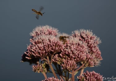 Wasps flying - Photography Ormulyce
