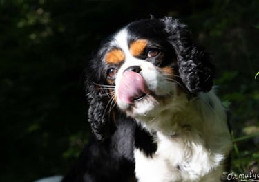 Dog - Photography by Ormulyce  - writer poet photographer