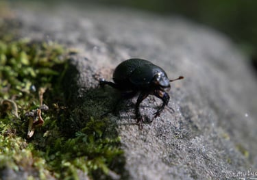 Beetle - Photography by Ormulyce  - writer poet photographer