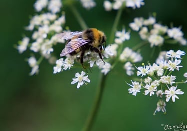 Bumblebee - Photography by Ormulyce  - writer poet photographer