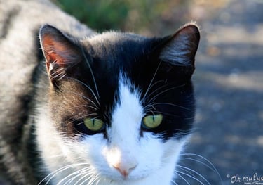 Cat - Photography by Ormulyce  - writer poet photographer