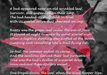 A leaf and the four seasons - composition by Ormulyce  - writer poet photographer