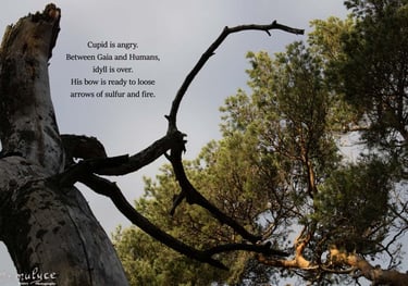 Cupid - When Photographs Speak by Ormulyce