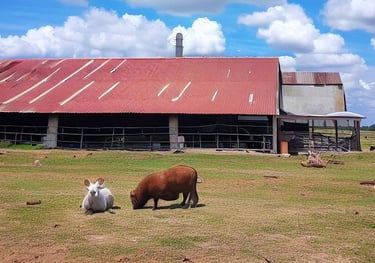 livestock in a beautiful farm