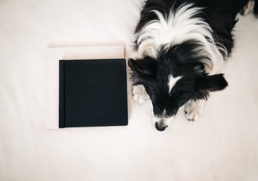 Border collie két fotóalbum mellett