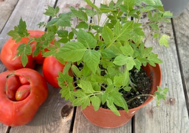 cultivar tomates