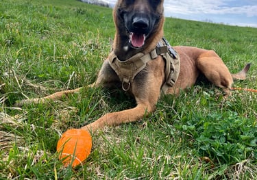 balade canine