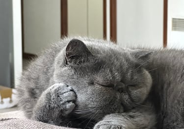 chat qui se repose