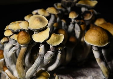 A cluster of Psilocybe cubensis magic mushrooms with golden caps growing in a dark environment.