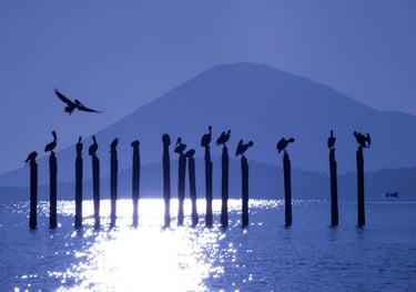 birdwatching in guatemala- pelicans and volcano