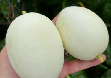 DRAGON'S EGG HEIRLOOM CUCUMBER