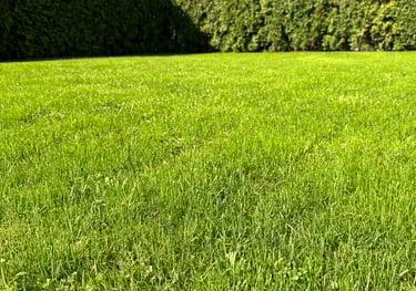 Tvarkingai užaugusi pasėta veja