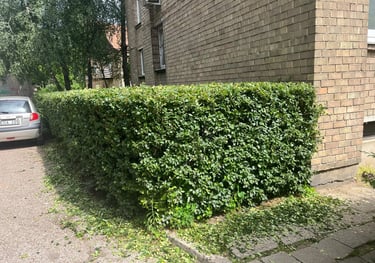 Apgenėta gyvatvorė