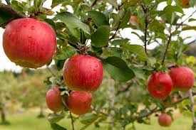 apple probiotic wine