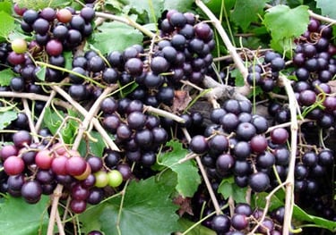 Noble grape vineyard