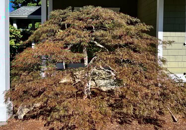 a maple tree pruned in a bonsai style