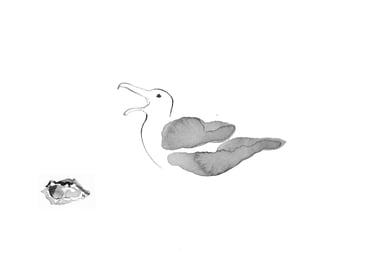 dessin à l'encre gabian huitre Sète