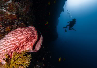 A scuba diver silhouette swimming past a vibrant coral reef with pink sea sponges and tropical fish.