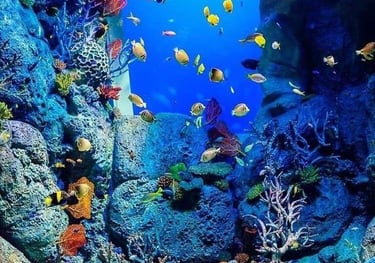 Socotra diving and snorkeling