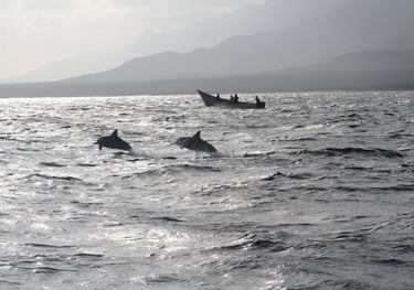 socotra dolphins tour