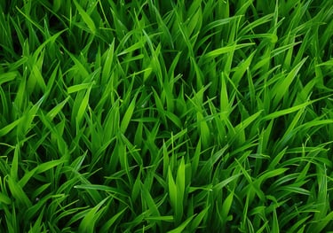 landscaping services
