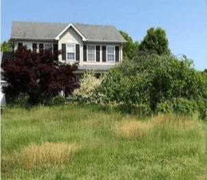 yard clean-up