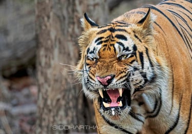 tiger growling