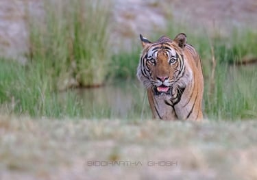 Huge male tiger approaching the vehicle during safari