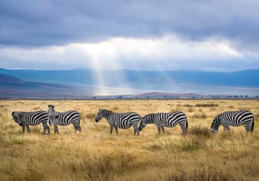 a herd of zebras grazing in the grass