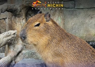 Capibara - Tour Acuario Michin de Guadalajara saliendo de Morelia