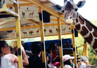 Jirafa en safari - Tour Zoologico de guadalajara saliendo de Morelia