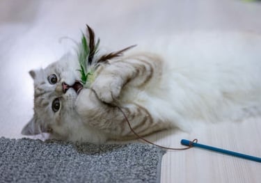 Bouton pour aller sur le service coaching félin