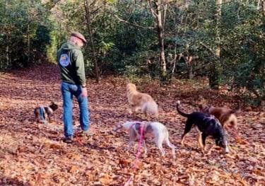 Bouton pour aller sur le service balade en forêt